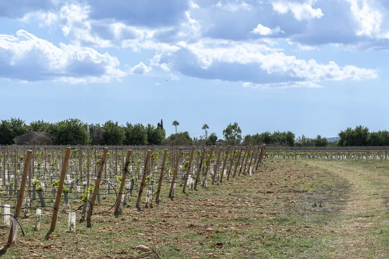 Exceptional Vineyard Plot with Approved License for Luxury Villa Construction — photo 8