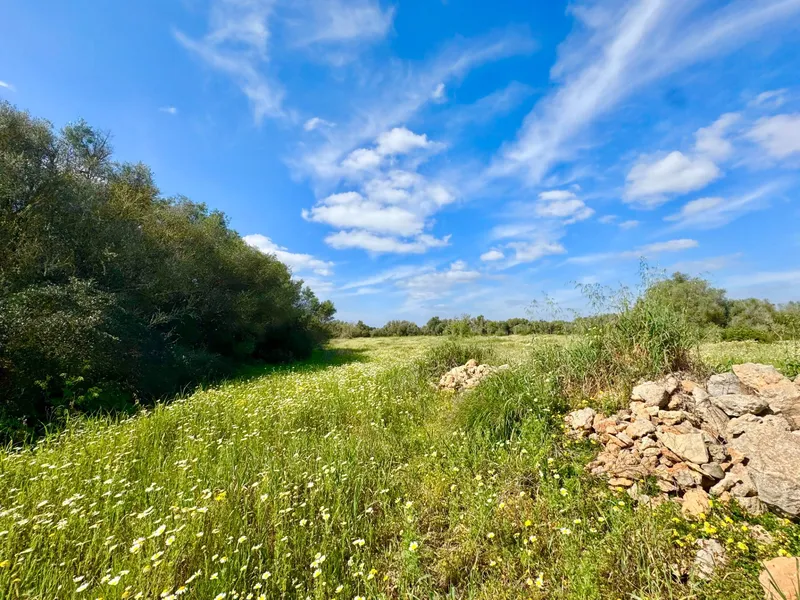 Exclusive rustic plot in a privileged setting near the best beaches of Mallorca — photo 9