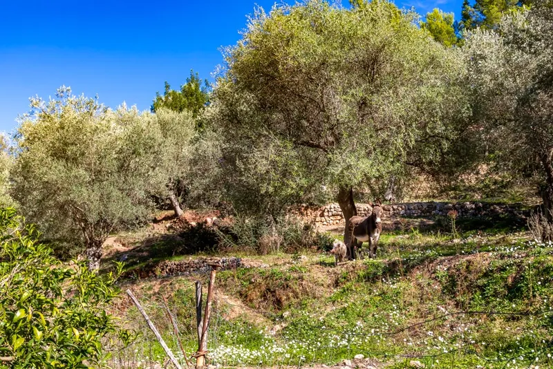 Traditional Mallorca Finca in the outskirts of Sóller — photo 7