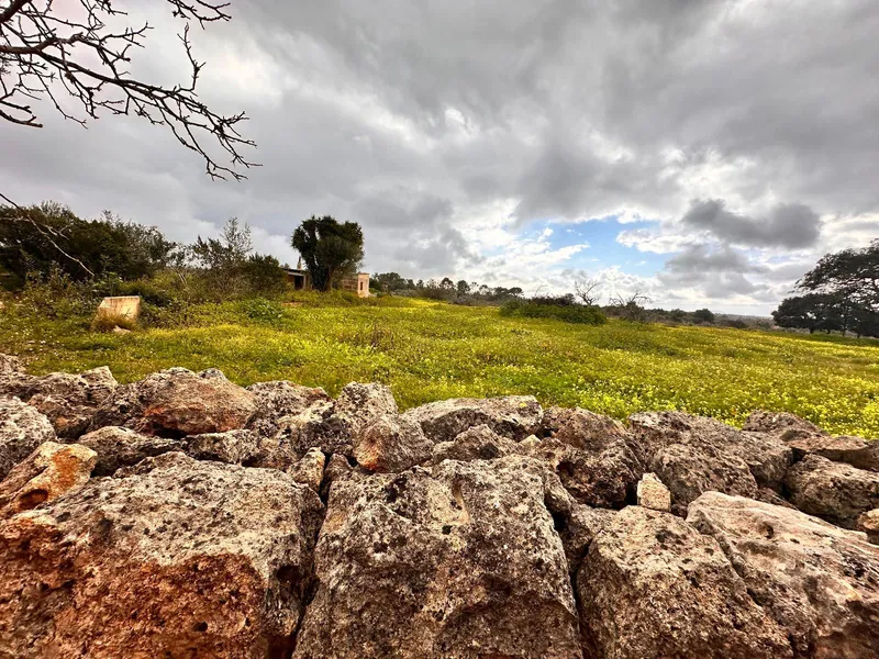 Rustic plot of 18,000 m2 in Sineu with building permit — photo 8