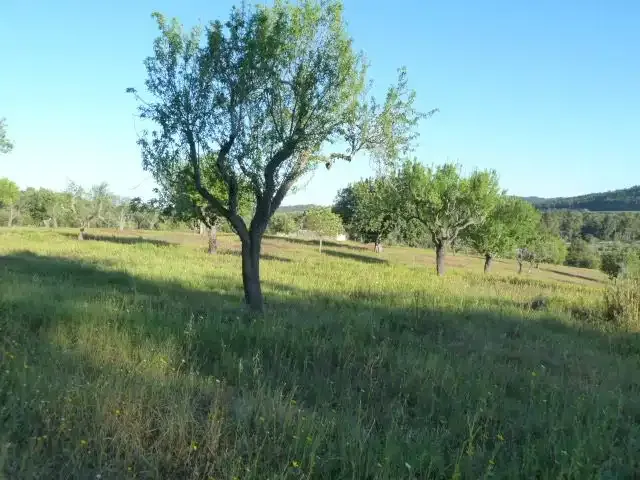 Rustic estate for sale in Algaida, on cemetery road and old road to Randa. Property currently in ANEI area. — photo 6