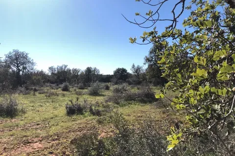 Land in Porreres, Mallorca — photo 1