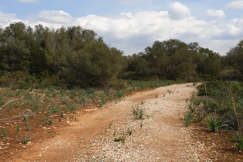 Plot in Llucmajor - View of the trees — photo 4