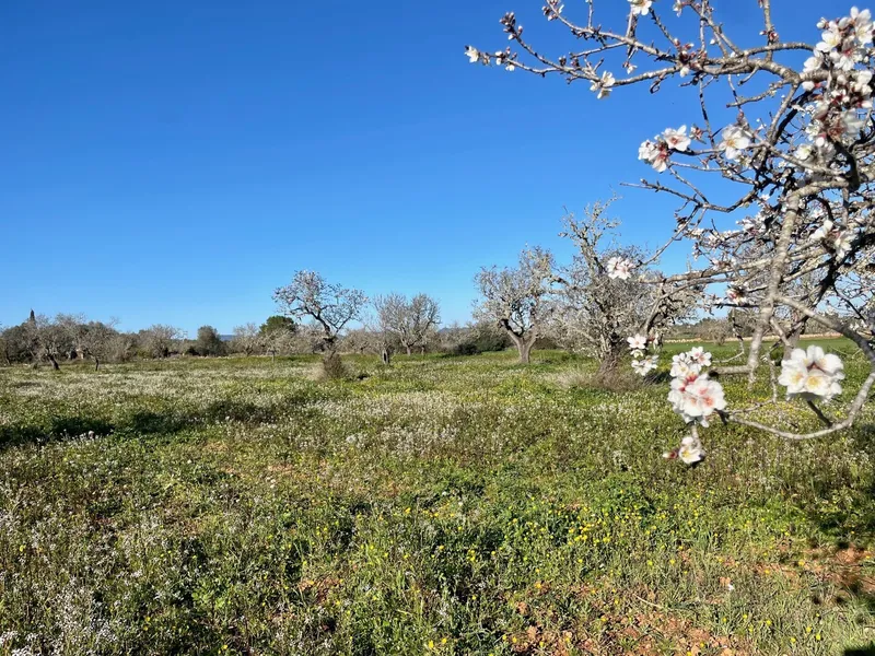 Peace and space: finca project between Campos and Sa Ràpita — photo 7