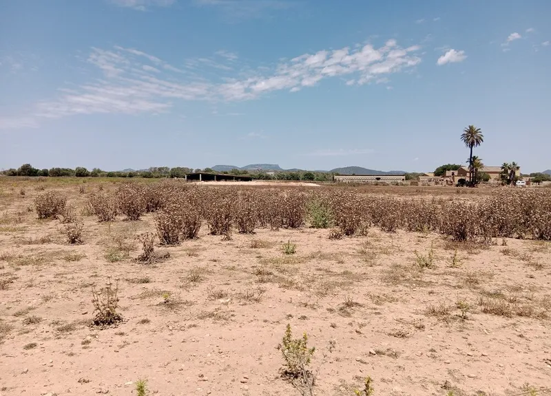 Two Adjacent Plots in Land Campos: Permit-Ready for Main & Guest Homes — photo 4