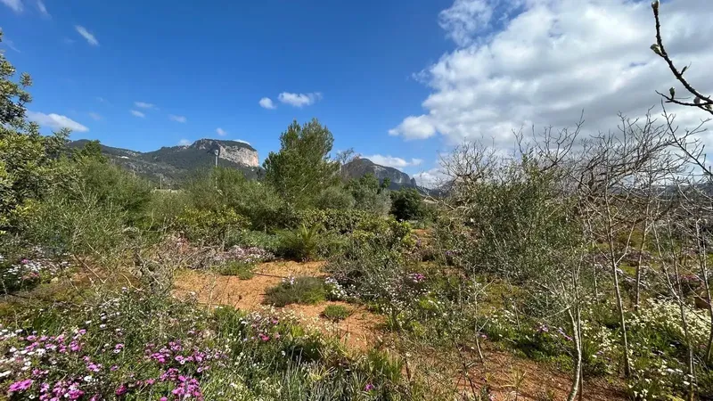 Charming rustic estate with dwelling and Mediterranean garden in Alaró — photo 1