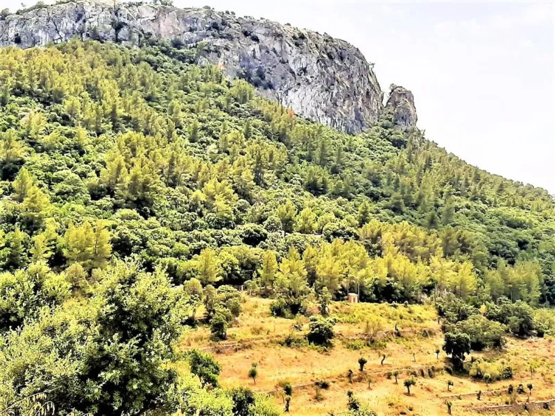 Rustic estate with legal house in Esporles - Valldemossa — photo 10