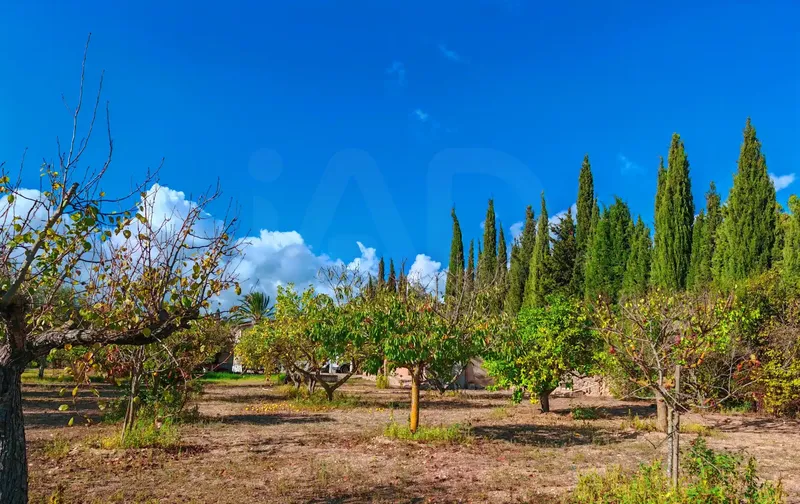 Legal with Habitability Certificate Rustic Property Palma-Establiments — photo 5