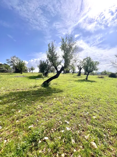 Plot for agricultural project or educational garden - Calvià — photo 2