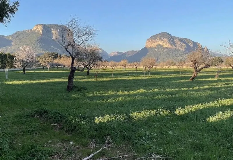 Plot for sale with building permit and own well for a dream house near Alaró with views of the twin mountains — photo 2