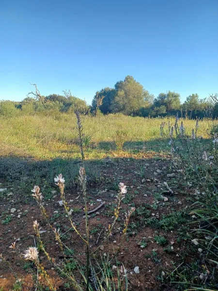Plot in Felanitx — photo 12