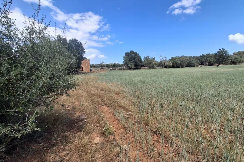 Large plot with cedula - Santanyi-Campos - T 14 — photo 5
