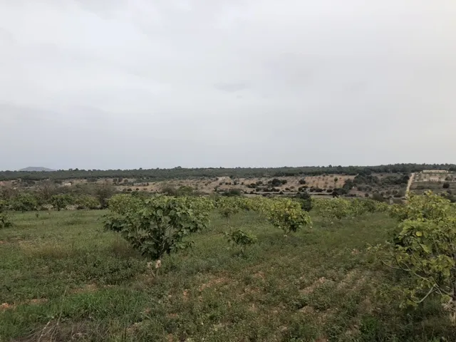 Beautiful plot land with open views on the outskirts of Ariany — photo 7
