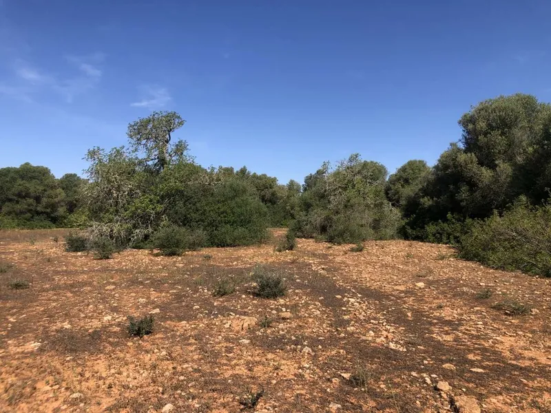 Plot with basic project of approximately 356m2 located in the area of Son Cosme — photo 4
