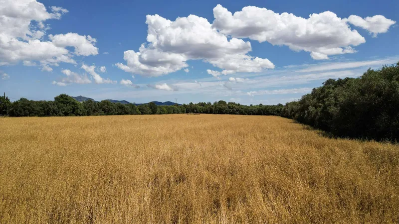 Unique plot of over 17,000 m² – Build your project in Mallorca — photo 6