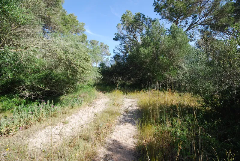 Finca Neubauprojekt zum Top Preis — photo 2