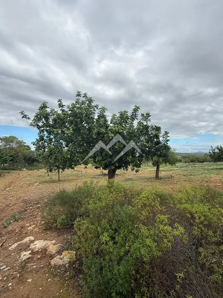 Plot of 41,670 m² with project for house with pool in Manacor — photo 12