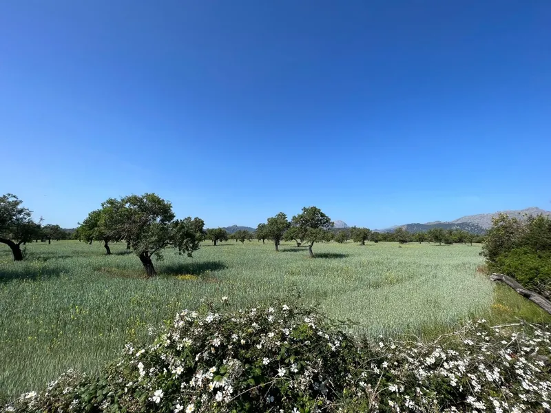 Plot for sale in the countryside of Pollensa — photo 2