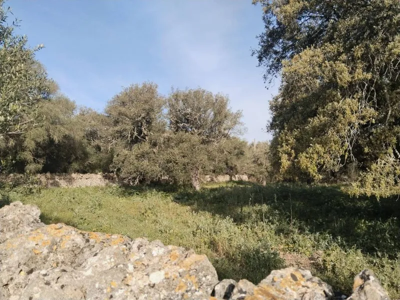 Land in Felanitx, Province of Balearic Islands — photo 5