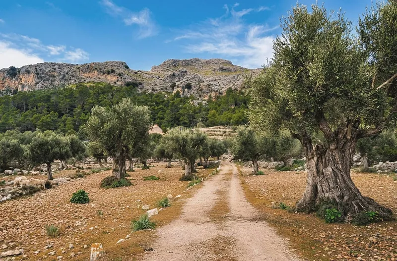 Majorcan Manor House in... — photo 4