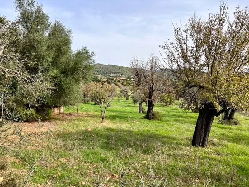 Finca with project in Campanet, near 17,400 m2 of land, with views of the Serra de Tramontana and the area of the Caves of Campanet — photo 10
