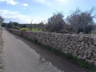 Rustic Land - Costitx, Plot Surface 60138m² — photo 10