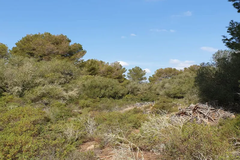 Plot in Llucmajor - View of the trees — photo 1