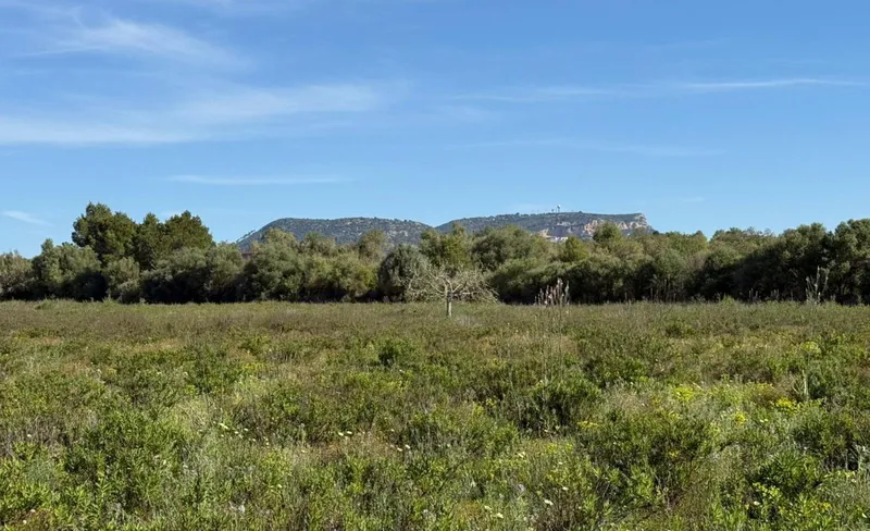 Rustic plot with project and favorable resolution in Llucmajor — photo 2