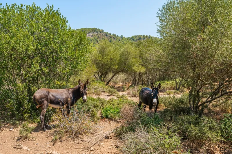 Timeless Designer Finca in a Privileged Natural Setting – Contemporary Elegance in Northeast Mallorca — photo 9