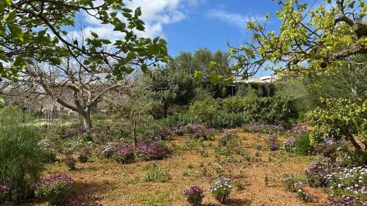 Rustic property - Alaró, Built Surface 61m², Plot Surface 2008m², 1 Bathroom — photo 11