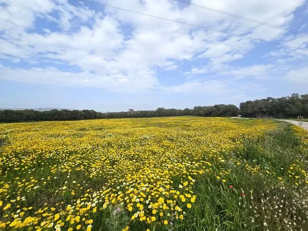 Plot / Developable Land in Sant Jordi — photo 1