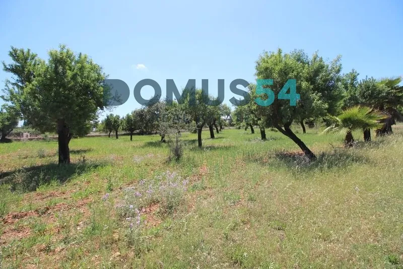 plot in Campanet — photo 3