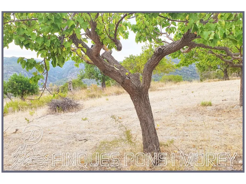 Land — photo 4