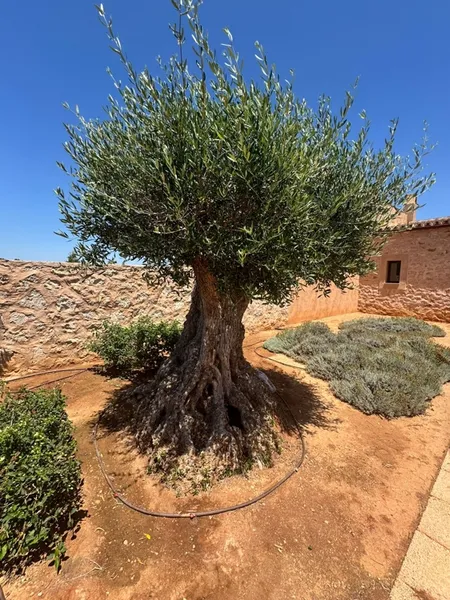 Newly Built Finca for Sale in Santanyí — photo 12
