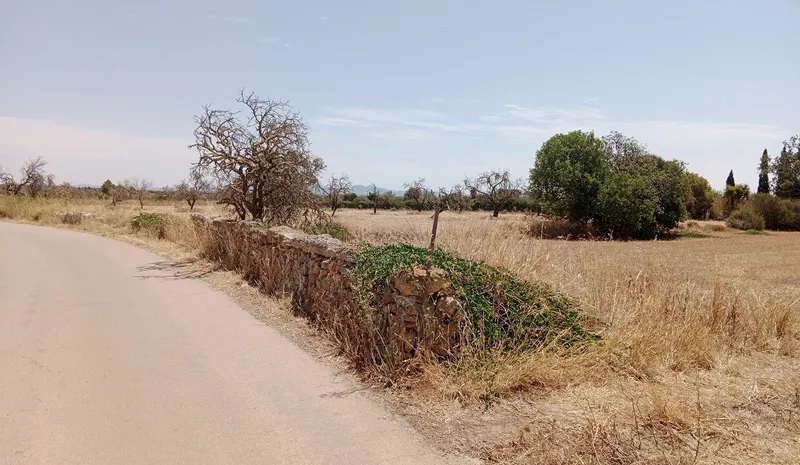 Dream Plot Near Campos: 19,934 m² of Tranquil Mallorca Land — photo 8