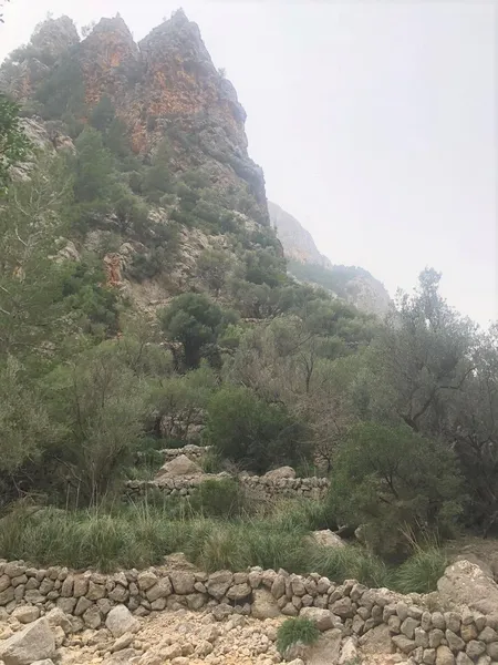 Olive grove in Barranc de Biniaraix — photo 7
