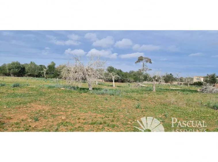 Finca with project for sale in Santa Margalida — photo 2