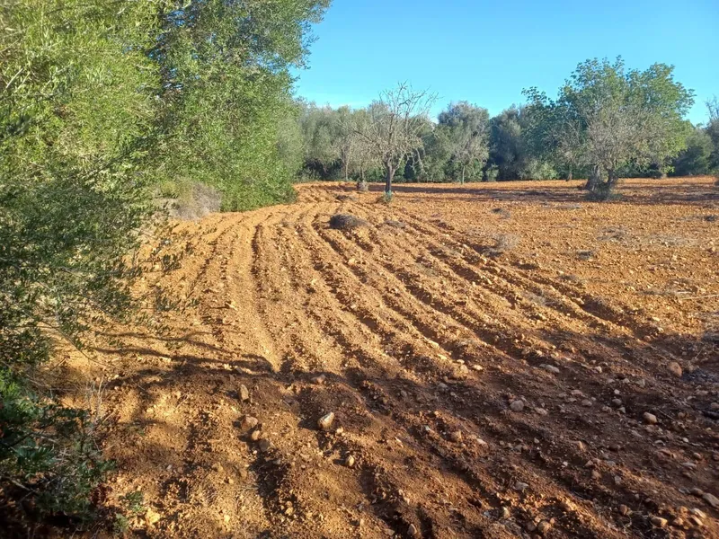 Plot in Felanitx — photo 9