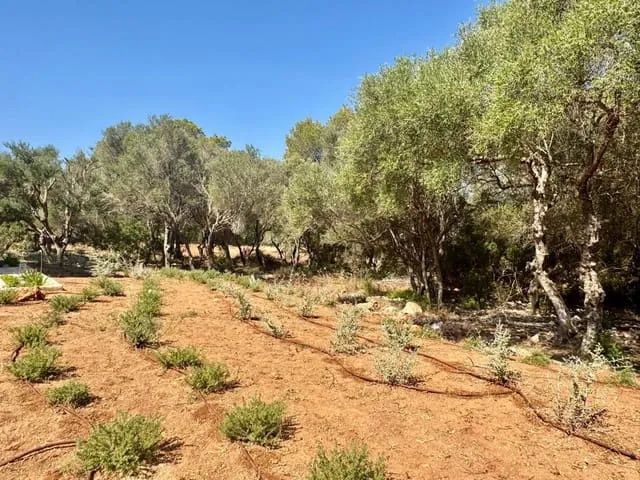 Finca/Country House for rent in Portocolom, Felanitx, Mallorca — photo 9