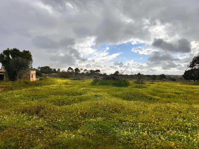 Rustic plot of 18,000 m2 in Sineu with building permit — photo 4