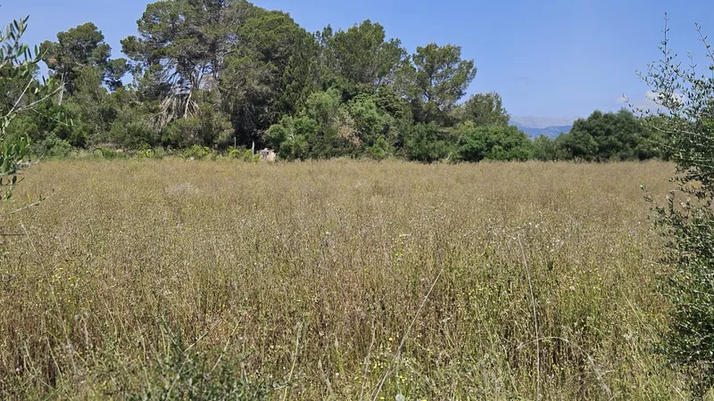 Rustic estate of 6,876 m2 in Muro — photo 7