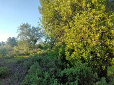 Rural Land - Porreres (Porreres) — photo 1