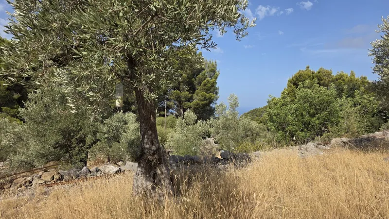 Olive grove in Fornalutx with tool shed — photo 4