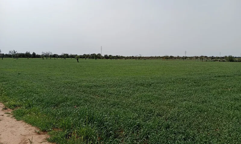 Country Plot in Campos — photo 3