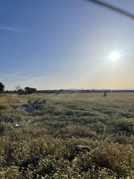 Plot Between Campos and Sa Rapita — photo 3