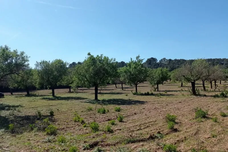 Rustic Plot between Porreres – Montuiri — T 19 VK CM — photo 5