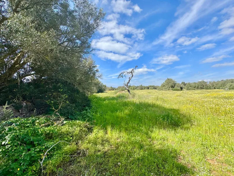 Exclusive rustic plot in a privileged setting near the best beaches of Mallorca — photo 1