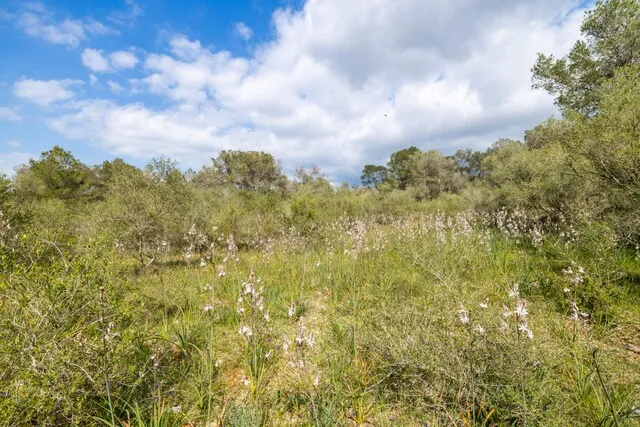 Spacious plot of land for sale in tranquil Algaida, central Mallorca — photo 9