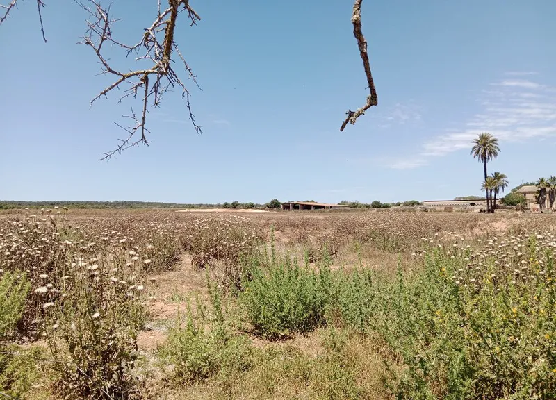 Two Adjacent Plots in Land Campos: Permit-Ready for Main & Guest Homes — photo 2
