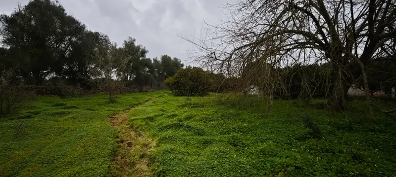 Rustic estate of 10,735 m² located in the municipality of Sencelles, accessed from the old road of Sineu. On the estate there is a house — photo 12